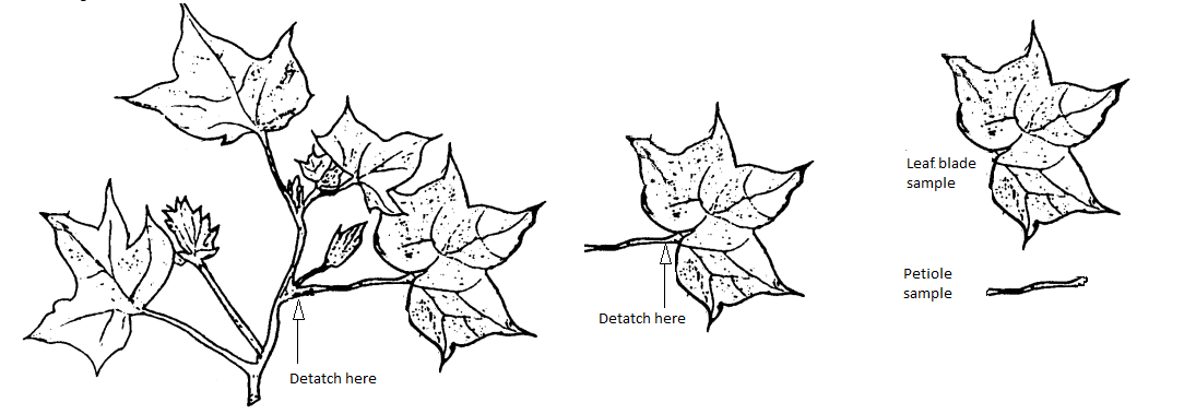 Cotton plant diagram showing removal of leaf blade and petiole samples